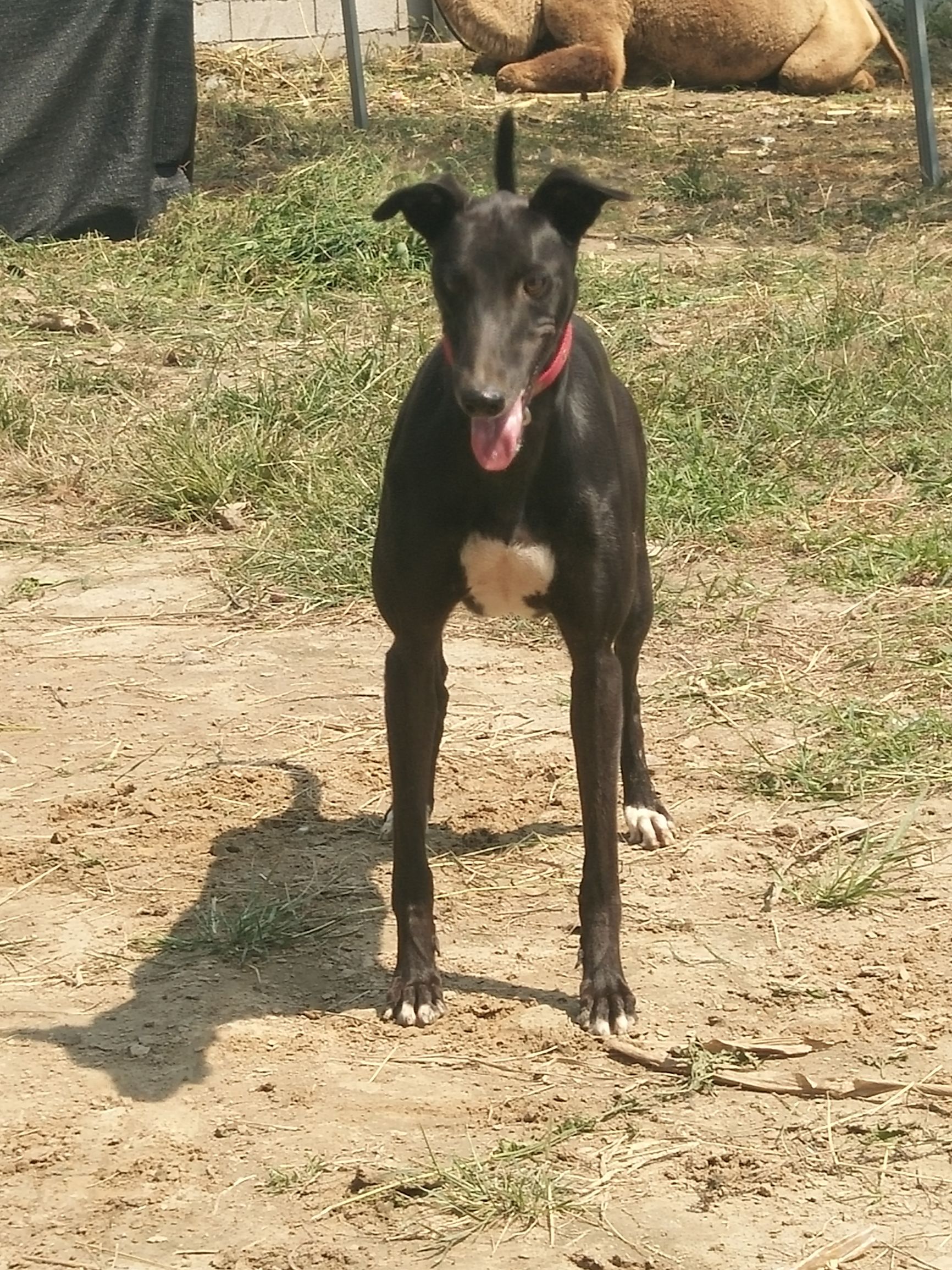 格力犬100到500元,格力犬照片艺术照