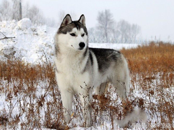 宠物狗柯基犬,拉雪橇的狗西伯利亚雪橇犬