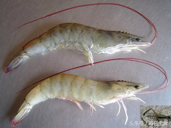 舌尖上的龙虾,品尝正宗龙虾美食的感受