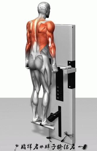 健身应该先练力量吗,哑铃大肌肉群增肌训练