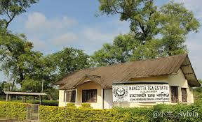 大吉岭红茶英式早餐茶区别,正宗英式下午茶