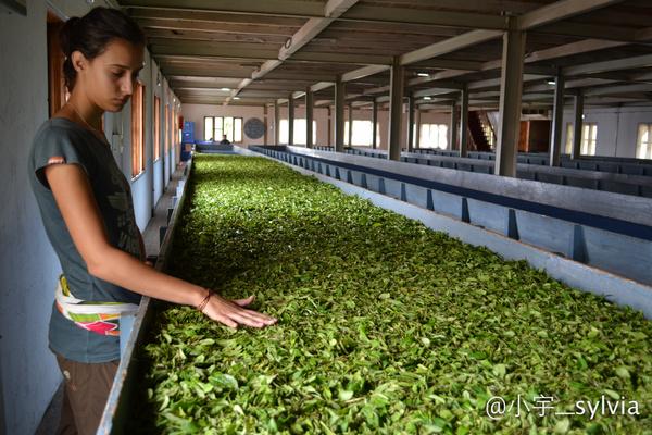 大吉岭红茶英式早餐茶区别,正宗英式下午茶
