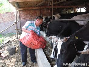 牛羊有病，不请兽医，咱们自己当兽医，牛羊病诊断关键技术！