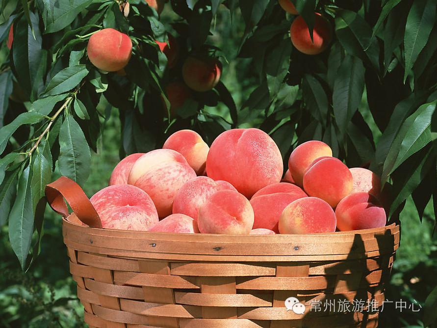 作为一个优秀的吃货,常州有什么好吃的特产