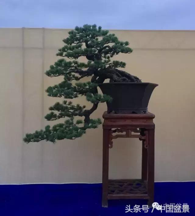 秋冬季节盆景杀菌杀虫,冬季盆景防虫妙招