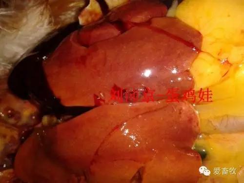 蛋鸡白血病怎么预防,蛋鸡白血病赔偿标准