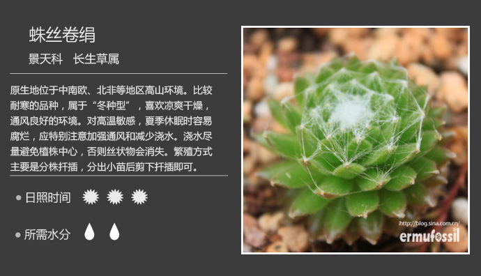 1000种多肉植物珊瑚图鉴,最全多肉品种图鉴