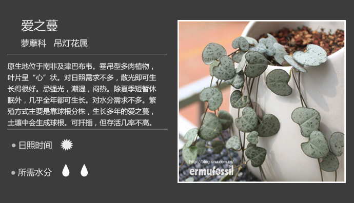 1000种多肉植物珊瑚图鉴,最全多肉品种图鉴