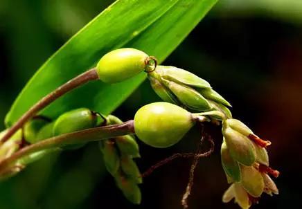什么薏仁祛湿效果最好,薏仁有祛湿的功效吗