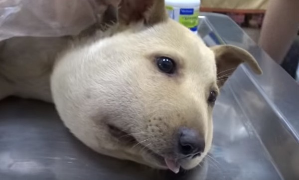 流浪狗整个头肿胀,流浪狗脸肿像猪一样