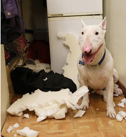 狗狗身上有异味怎么办,狗狗身上有臭味怎么办用什么药