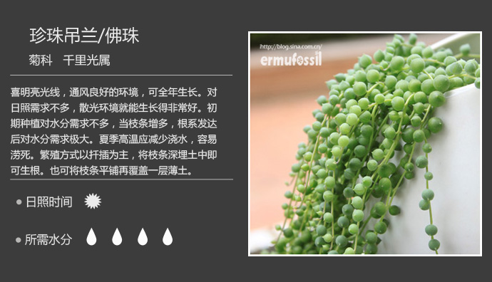 1000种多肉植物珊瑚图鉴,最全多肉品种图鉴