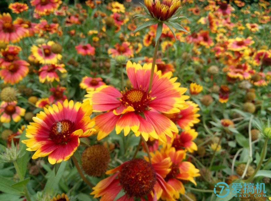 魅蓝max体验测评,巨屏手机评测