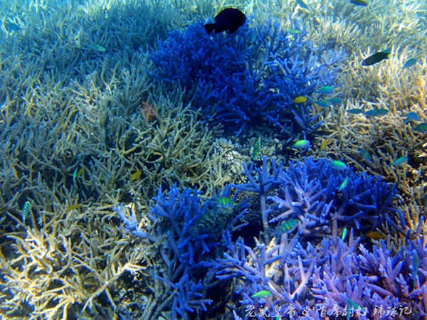 帕劳海底鲨鱼图片大全,帕劳海洋奇观之谜