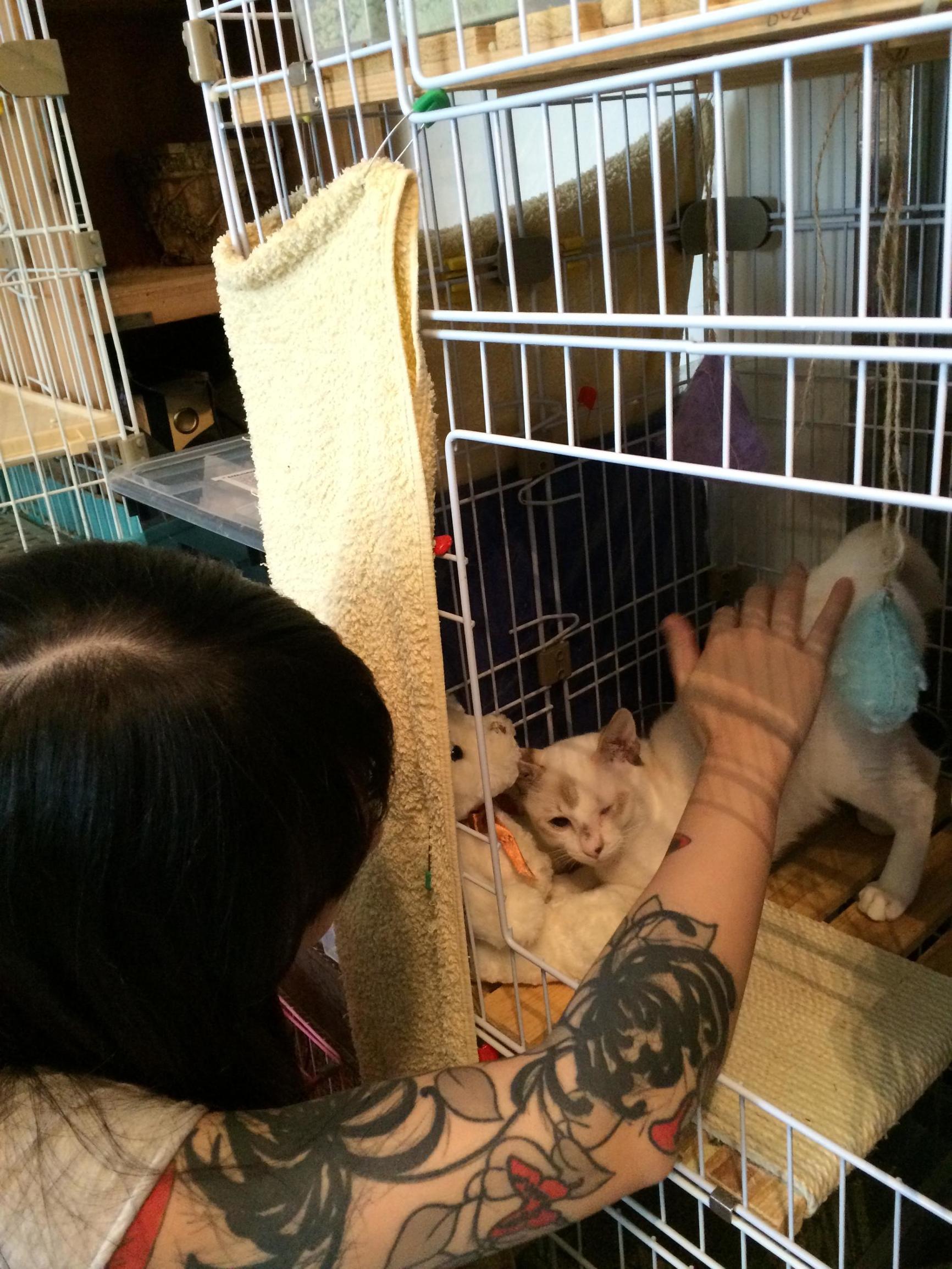 这个香港女孩，是20只残疾猫咪的妈妈：“我会照顾它们到老”