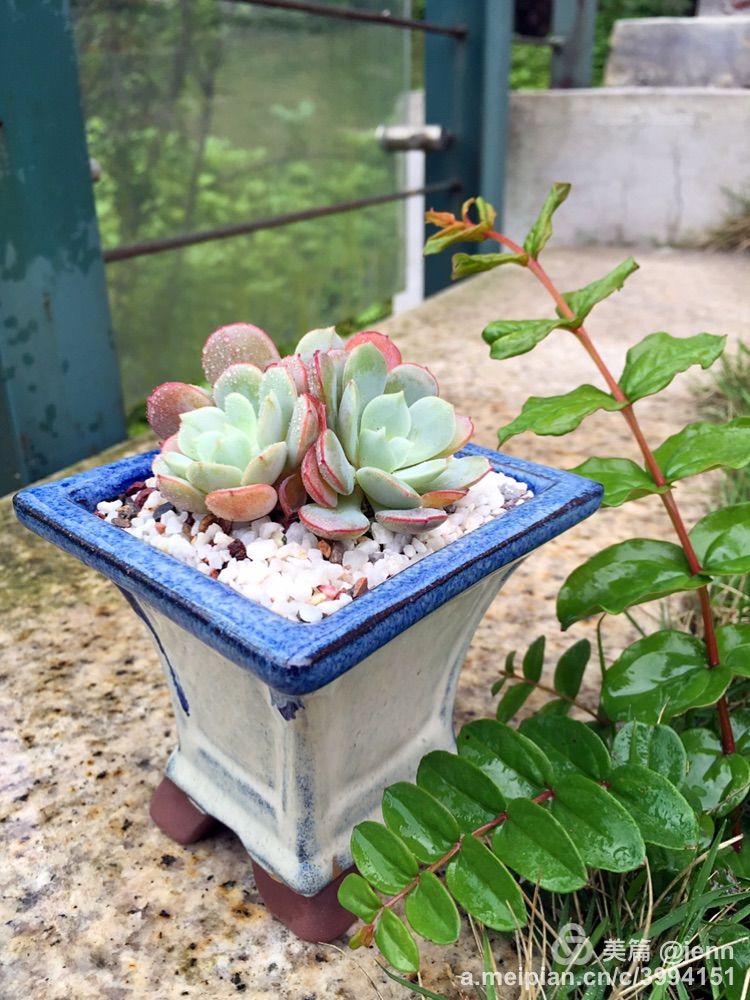 我的多肉小苗一直在露养用遮阳吗,露养冬天的第一盆多肉