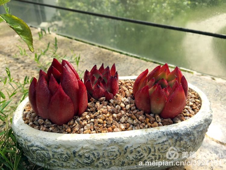 我的多肉小苗一直在露养用遮阳吗,露养冬天的第一盆多肉