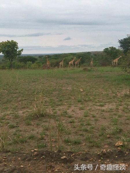 我在非洲工作的日子，给大家介绍下非洲的风土人情