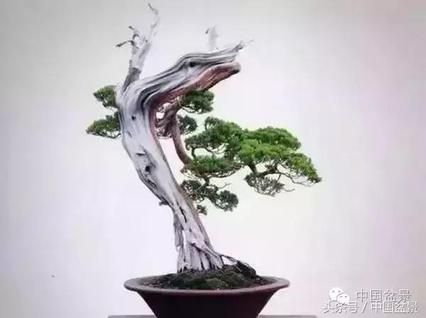 枸杞树桩盆景如何造型,紫薇盆景树桩造型图片