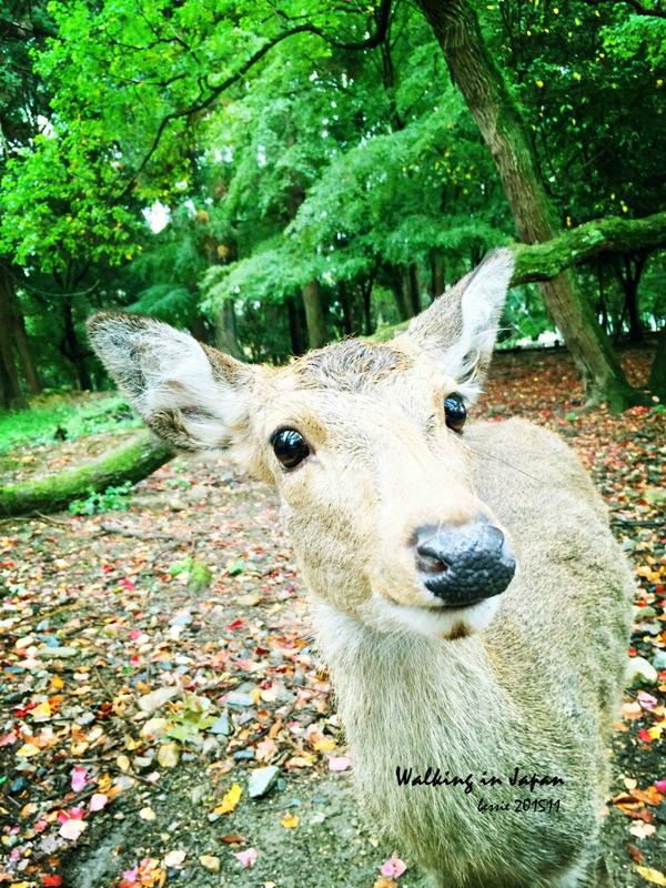 霓虹国秋日暴走之旅,漫步日本旅行游记