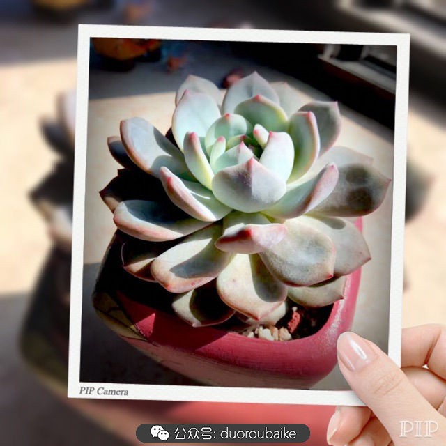 这样的极品雪天使，你可倾心？