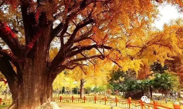 武汉秋天不可错过的美景,武汉踏春打卡地