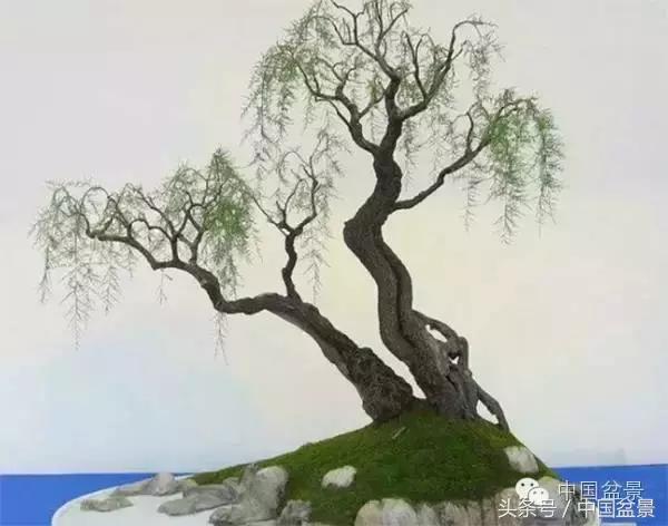 枸杞树桩盆景如何造型,紫薇盆景树桩造型图片