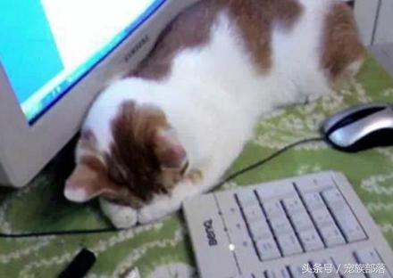 汪星人：铲屎的你是不是故意输错三次密码，老娘支付宝登录不了？