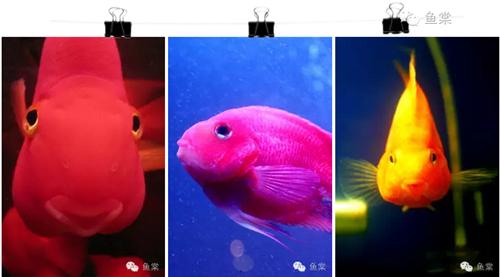 做好这四点还怕钓不好黑坑,做好这五点谁都不会欺负你