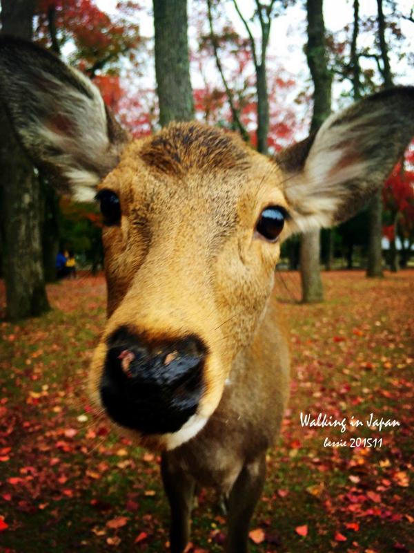 霓虹国秋日暴走之旅,漫步日本旅行游记