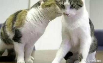 汪星人：铲屎的你是不是故意输错三次密码，老娘支付宝登录不了？