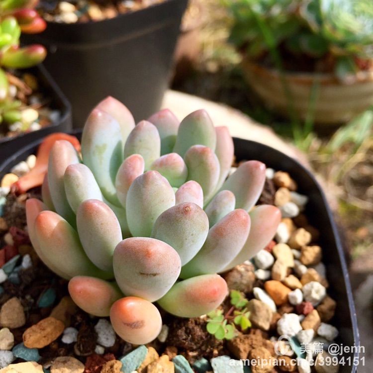 我的多肉小苗一直在露养用遮阳吗,露养冬天的第一盆多肉