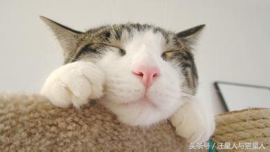 猫咪情绪指南猫咪的心思不难懂,猫咪有这些行为其实代表猫咪开心