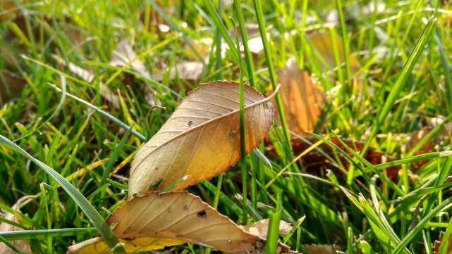 双十一红米手机推荐性价比高,全新未拆封红米4a