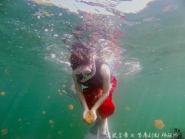 帕劳海底世界完整视频,帕劳潜水遇到的海底生物