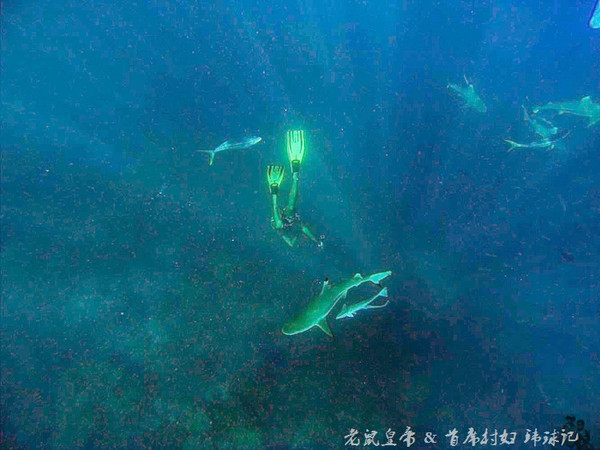 帕劳海底鲨鱼图片大全,帕劳海洋奇观之谜