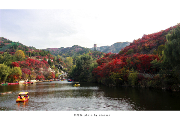 冬游红叶谷,看万山红遍层林尽染全文