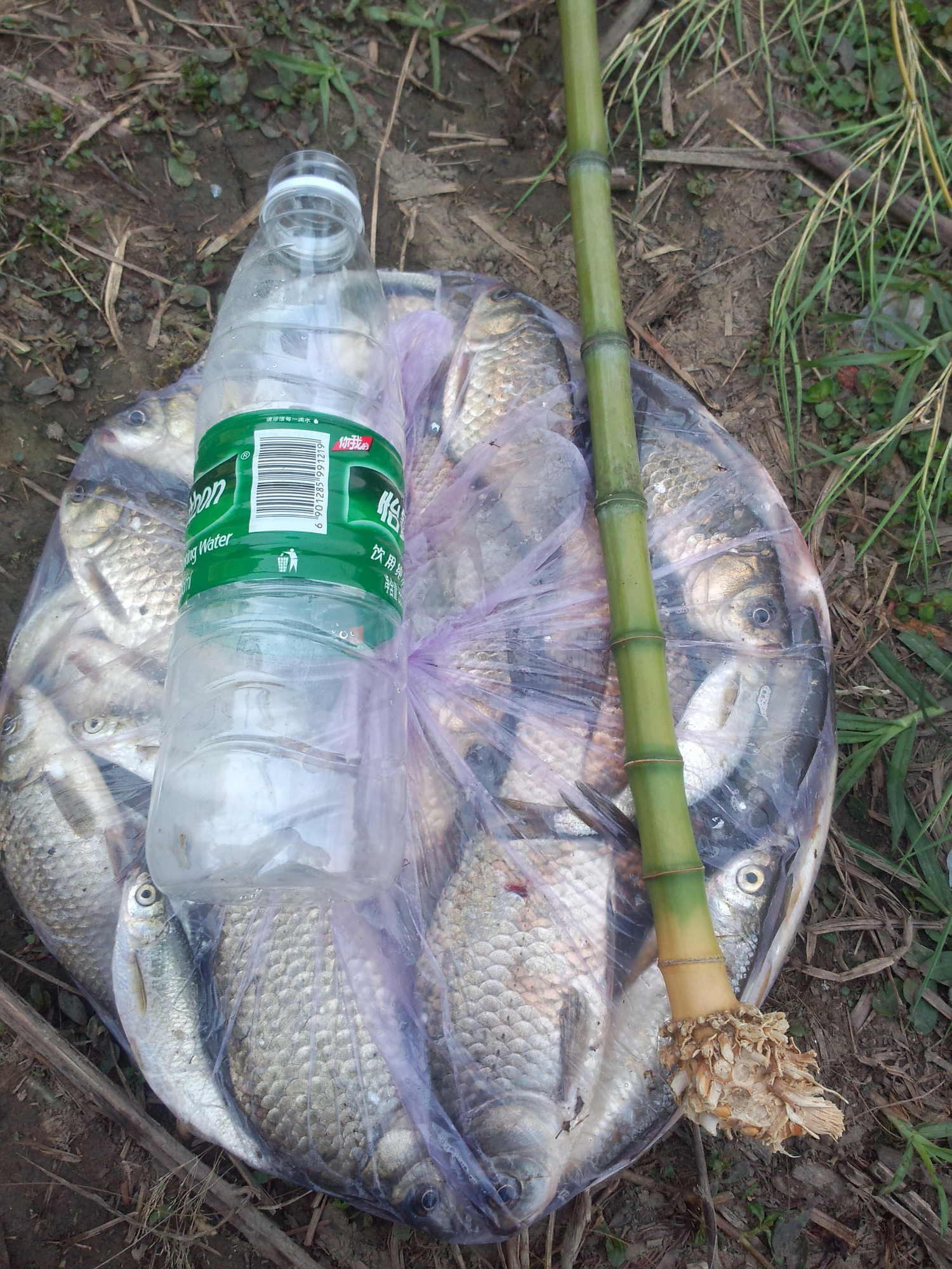 在山上砍竹竿拿来钓鱼养鱼,金竹适合做鱼竿吗