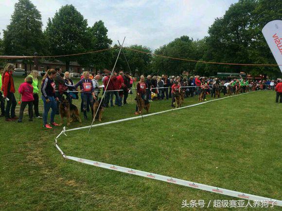 2017年德国牧羊犬犬展,sv德国牧羊犬本部展