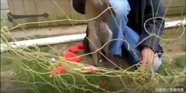 男子帮助被困狐狸,男子帮助被困狐狸报恩