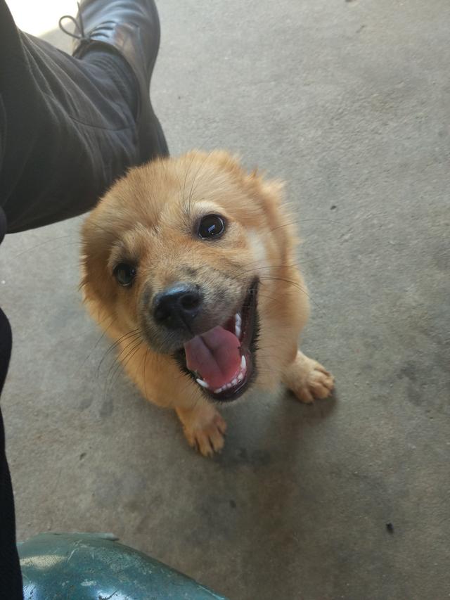 正宗中华田园犬四眼狗图片,中华田园犬多少元一只正宗