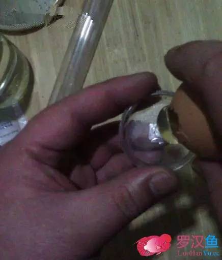 罗汉鱼常备用药,罗汉鱼药饵用什么药好