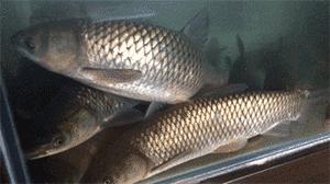 湖北省哪个地方的鱼最好吃,湖北最好吃的淡水鱼在哪里