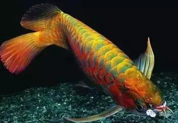 10句养鱼常用的“黑话”，你都知道吗？