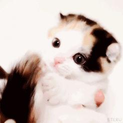 200元买了一只哈士奇,回来后却总感觉不对劲,难道买错狗了?