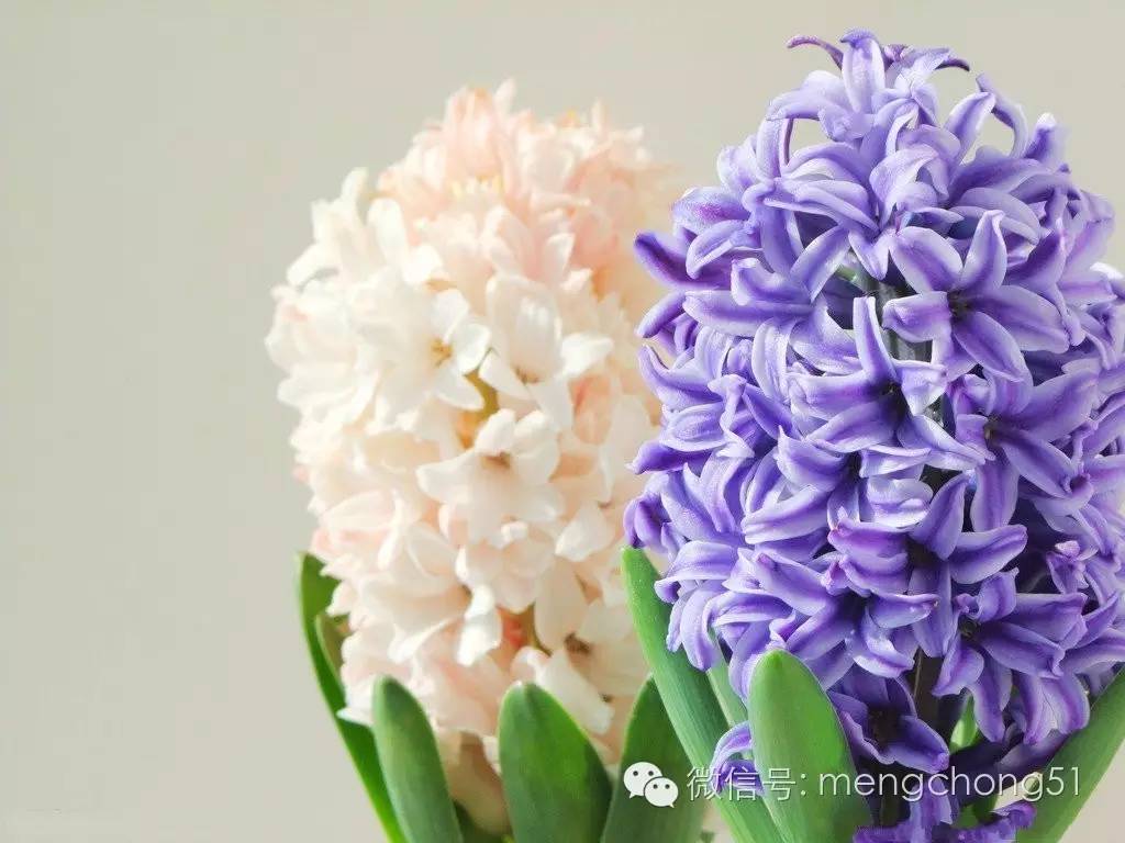 对猫咪有毒的植物有哪些？猫咪误食毒性植物怎么办？