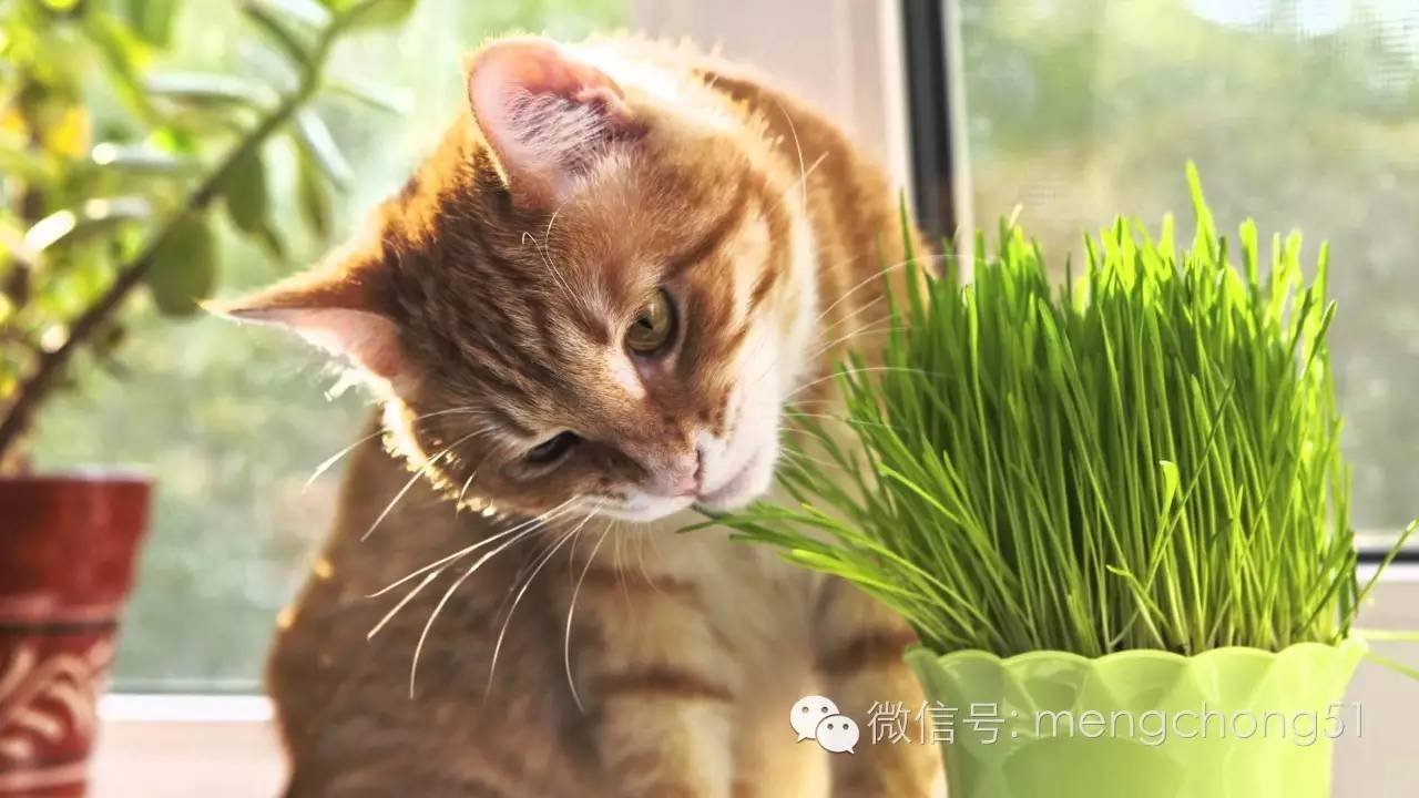 猫咪对哪些植物有毒,对猫咪有毒的植物