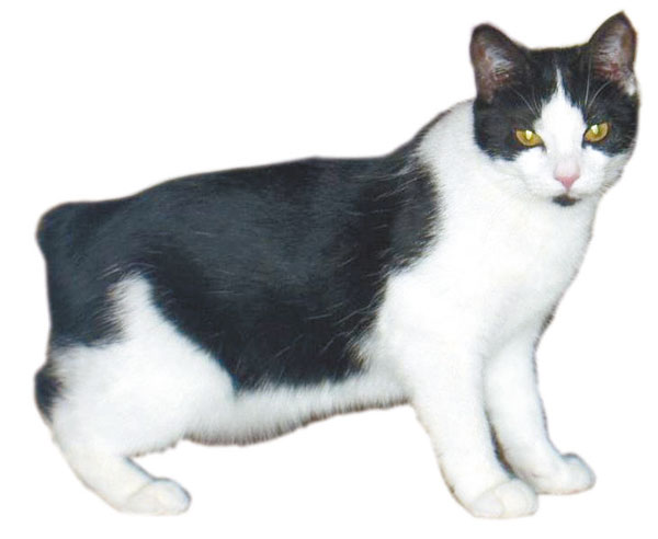 性价比低的猫咪品种有哪些,什么种类的猫最便宜