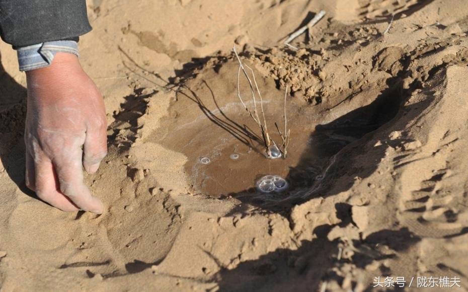 父女开荒种树80万棵,父子绿化沙漠