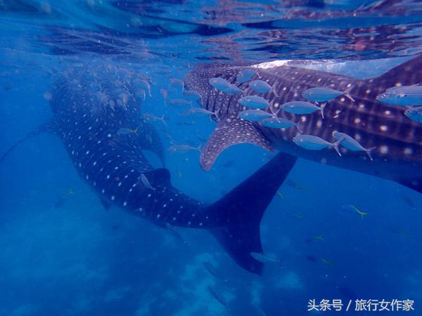 冬天到了应该去温暖的地方,冬天到西双版纳过冬太舒服了